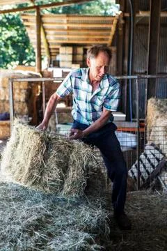 Farmer stacking hay bales in a barn. Stock Photos