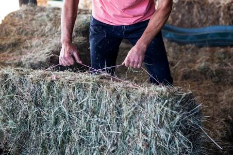 Farmer stacking hay bales in a barn. Stock Photos