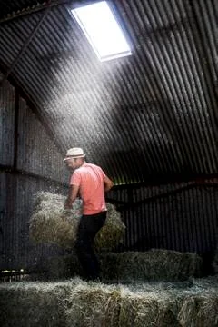 Farmer stacking hay bales in a barn. Stock Photos