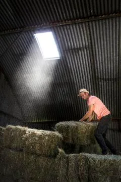 Farmer stacking hay bales in a barn. Stock Photos