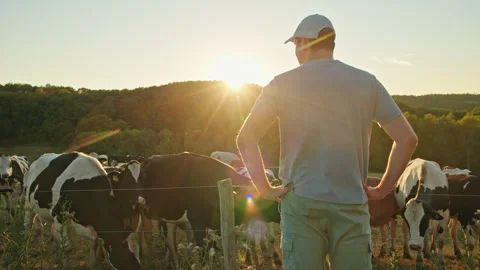 Farmer Standing Among Dairy Cows at Sunset Stock Footage 344562076