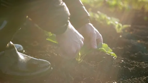 Farmer standing between rows of beets and checks them. Dew at sunrise. Close up Stock Footage 77144829