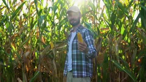 Farmer standing in corn field examining crop at sunset Stock Footage 251757249