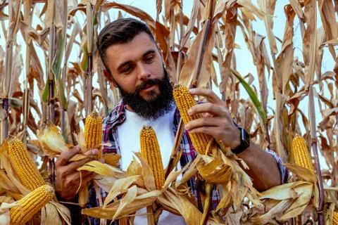 Farmer standing in corn field examining the crop before harvest. Stock Photos