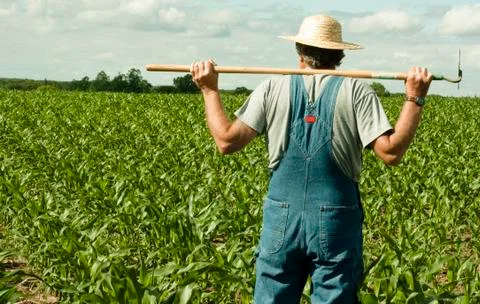 Farmer standing in a corn field 스톡 사진