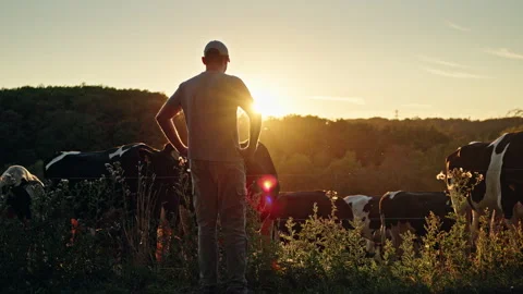 Farmer Standing with Dairy Cows at Sunset Stock Footage 344563195