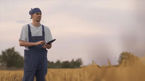 Farmer standing in the middle of a wheat field, typing data on his tablet. Stock Footage 136878804