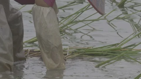 Farmer standing in water holding bundle of water chestnut seedlings Stock-Footage 343581190