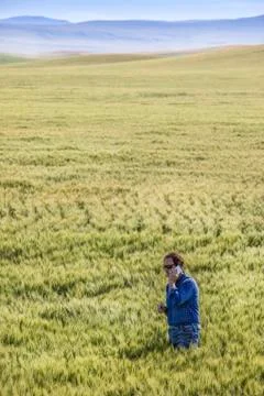 Farmer standing in a wheat field using a phone and inspecting the yield; Albe Stock Photos