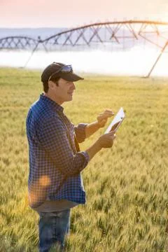 Farmer standing in a wheat field using a tablet and inspecting the yield with Stock Photos