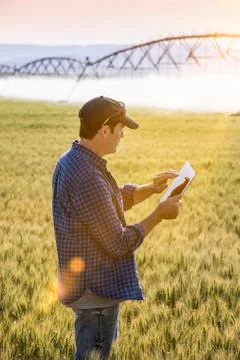 Farmer standing in a wheat field using a tablet and inspecting the yield with Stock Photos