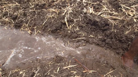A farmer stands barefoot in a muddy irrigation furrow canal, manually managing t Stock Footage 338165123