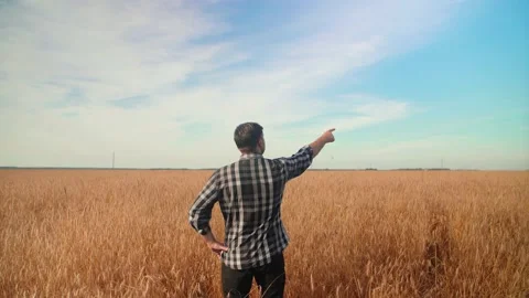 The farmer stands with his back in a field with wheat and moves his hand to show Stock Footage 137004596