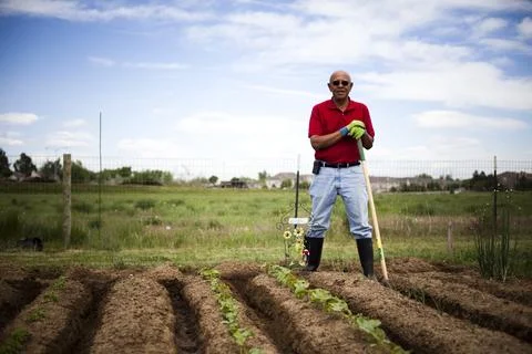 A farmer stands next to his plot with rows of veggies sprouting in Denver, CO. Stock Photos