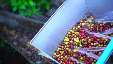 Farmer starting the wet process with coffee beans recently ripe from the trees Stock Footage 87192353