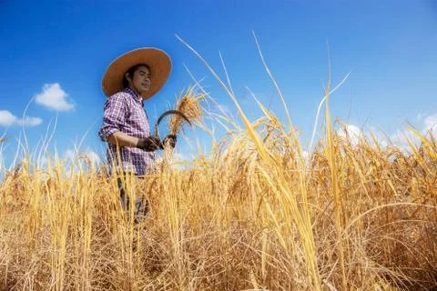 Farmer stood with a sickle in fields. Stock-Fotos
