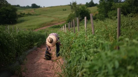 Farmer with straw hat bent over picking tomatoes in a field as camera pulls back Stock Footage 247743411