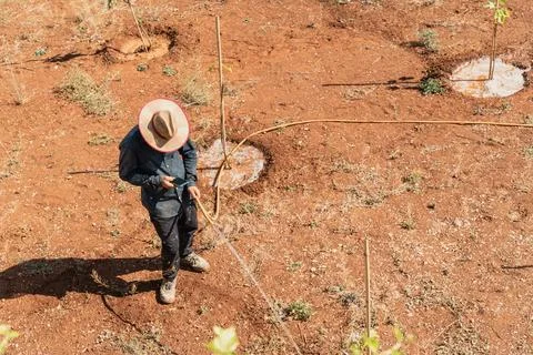 Farmer with a straw hat pulling a hose across bare red earth dotted with Stock Photos