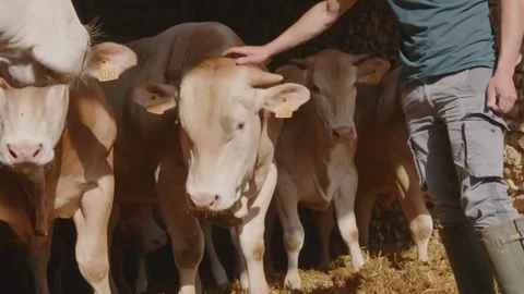 A farmer strokes his cow's head in a barn, Gers, France Video stock 344135173