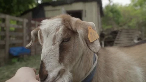 A farmer strokes the muzzle of a goat with ear tags for livestock accounting. Stock Footage 277461204