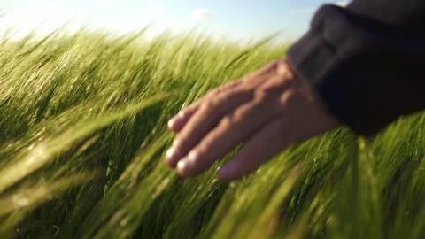Farmer strokes spikelets of barley in the rays of the bright sun. Agriculture.  Video stock 141358702