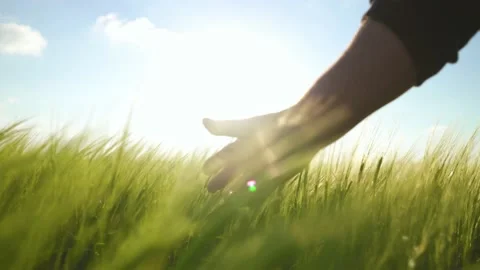 Farmer strokes spikelets of barley in the rays of the bright sun. Agriculture.  Stock-Footage 141358833