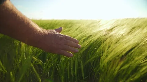 Farmer strokes spikelets of barley in the rays of the bright sun. Stock Footage 152534194