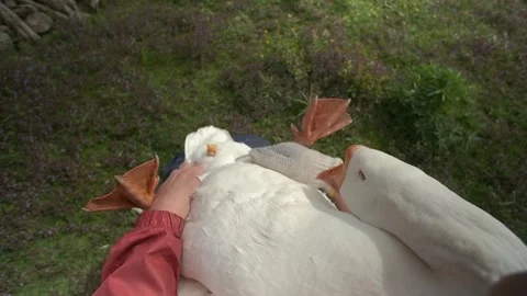 Farmer stroking and examining goose. Checking the cloaca. Poultry Stock Footage 240740062