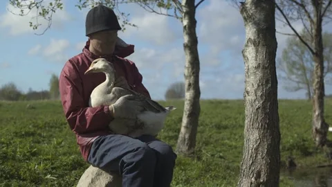Farmer stroking goose by the pond. Poultry. 스톡 동영상 240557193