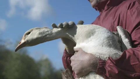 Farmer stroking goose. Poultry. Close up Stock-Footage 240557629