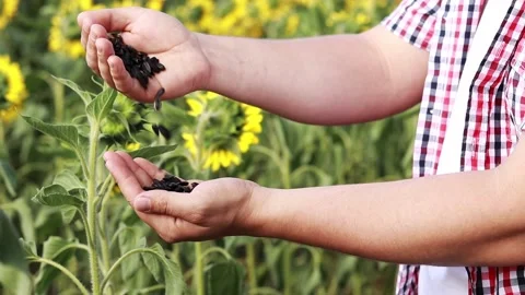 Farmer in the sunflower field Vídeo Stock 202260981