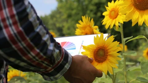 Farmer on a sunflower field with graphs Stock Footage 103794994