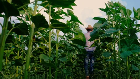 Farmer in a sunflower field. selective focus. Stock Footage 270955123