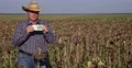 Farmer in Sunflower Field Showing Money Symbol of Agriculture Investment Concept 4k or 4k+ Resolution