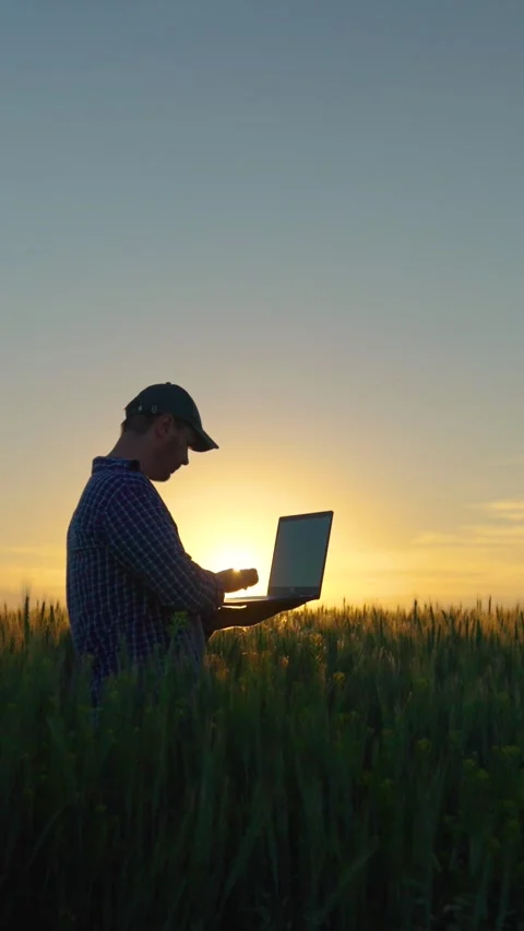 Farmer at sunset with computer. Farmer works in field. Grow grain. Modern Stock Footage 278376121