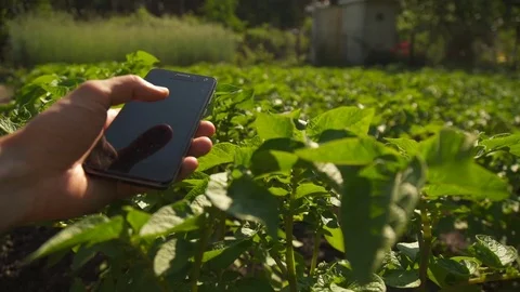 Farmer at sunset in a field with a tablet computer. Slow motion Stock Footage 76245555