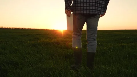 Farmer sunset walk, wheat field boots, agriculture digital tablet, farming Stock Footage 280975082