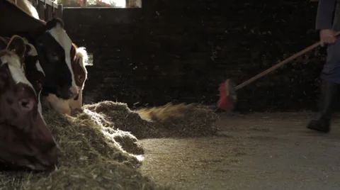 Farmer sweeping the floor of a barn with cows, Locked Down Shot 스톡 동영상 39429929