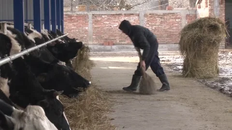 Farmer sweeping hay Stock-Footage 47873250