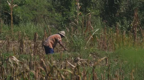 Farmer swinging sickle 動画素材 55455642