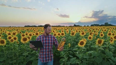 Farmer With Tablet Computer Checking The Oil Quality At Sunflower Field Foto stock