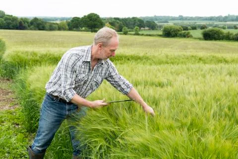Farmer with Tablet Computer Scrutinizing Green Wheat Plants Stock Photos