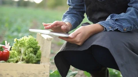 A farmer with a tablet evaluates the harvest Stock Footage 80029124