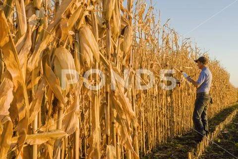 A farmer with a tablet examines a harvest-ready grain/feed corn field near Niver Stock Photos