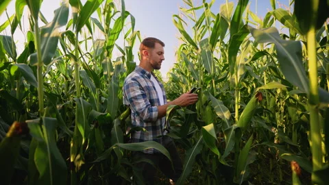 Farmer with tablet examining corn crop in field Stock Footage 317778586