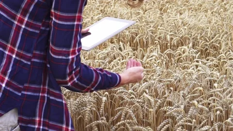 Farmer tablet field wheat. The farmer girl checks the wheat grain. A farmer Stock Footage 157563136