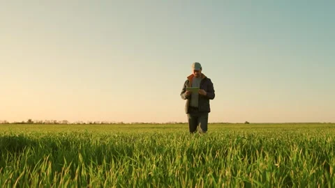 Farmer with tablet hand evaluates shoots, green sprouts of wheat in field Stock Footage 305954561