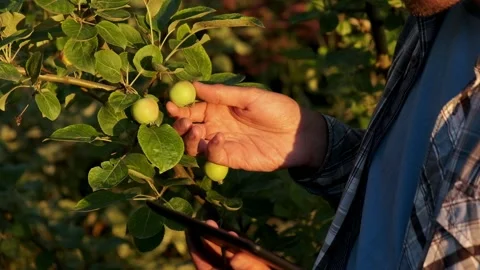 Farmer with tablet neaar apple tree. Worker works on farm. Agriculture. Stock Footage 201701214