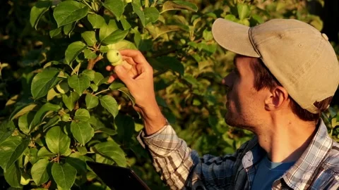 Farmer with tablet neaar apple tree. Worker works on farm. Agriculture. Stock Footage 201701223