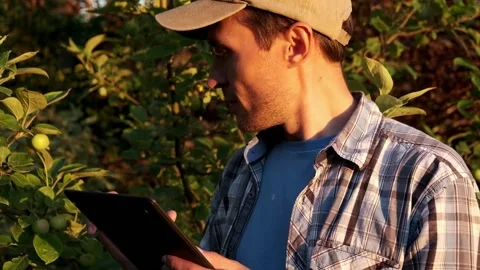 Farmer with tablet neaar apple tree. Worker works on farm. Agriculture. Stock Footage 202411862